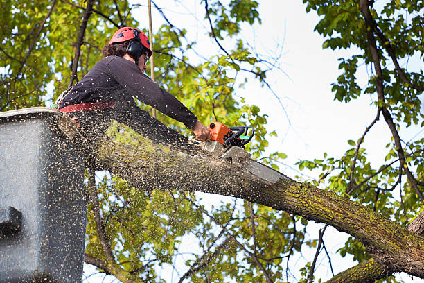 The Steps Involved in Our Tree Care Process in Bloomfield, NM